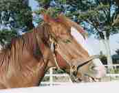 �C�V�m�T���f�[