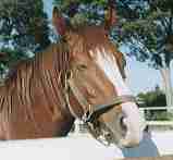 �C�V�m�T���f�[