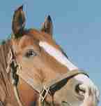 �C�V�m�T���f�[