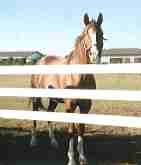 �C�V�m�T���f�[