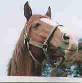 �C�V�m�T���f�[