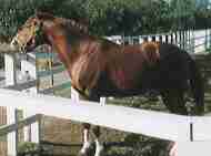 �C�V�m�T���f�[