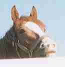 �C�V�m�T���f�[