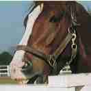 �C�V�m�T���f�[