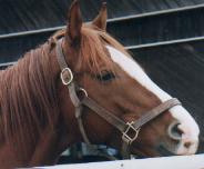 �C�V�m�T���f�[