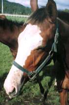 �C�V�m�T���f�[�Y��