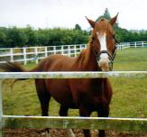 がじがじイシノサンデー