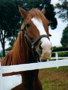 口を曲げてるイシノサンデー