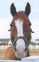 イシノサンデー