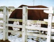 �C�V�m�T���f�[