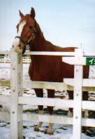 �C�V�m�T���f�[