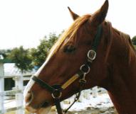 �C�V�m�T���f�[