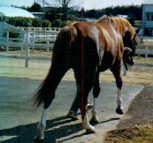 �C�V�m�T���f�[