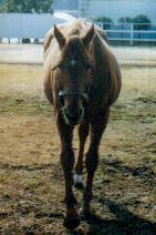 ���C�����X�L�[