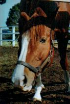 �C�V�m�T���f�[