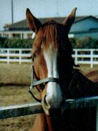 �C�V�m�T���f�[