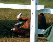 �C�V�m�T���f�[