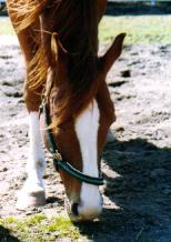 �C�V�m�T���f�[