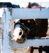 �C�V�m�T���f�[�@���U��