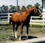 イシノサンデー