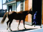 イシノサンデー