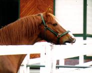 ジェラシーなイシノサンデー