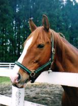 イシノサンデー