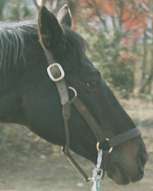 �~�X�^�[�V�[�r�[