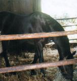 ����H�ރV�[�r�[