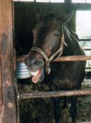 �����т���~�X�^�[�V�[�r�[