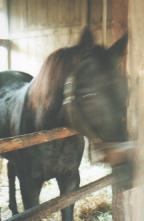 ミスターシービー