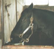 ミスターシービー