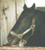 ミスターシービー