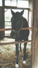 ミスターシービー