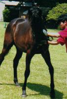 ヤマノロイヤルの2000