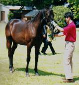 ヤマノロイヤルの2000