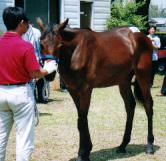 �L���g�T�j�[�̂Q�O�O�O�i�����C�����X�L�[�j