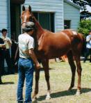 �V���K�[�̂Q�O�O�O