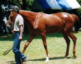 �V���K�[�̂Q�O�O�O