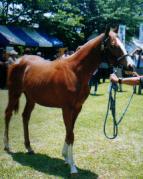 �N���A�[�N���X�^���̂Q�O�O�O