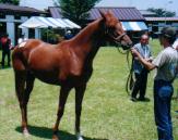 �V���K�[�̂Q�O�O�O