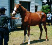 �N���A�[�N���X�^���̂Q�O�O�O