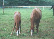 ���[���o�b�N�e�q