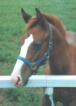 ���[���o�b�N�̂Q�O�O�P