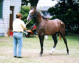 �V���i�C�[�X�g�A�N�g���X�̂Q�O�O�P�j