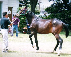 �V���i�A�b�v�c�[�f�[�g�̂Q�O�O�P�j