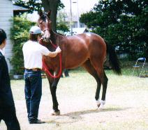 �C�V�m���f�B