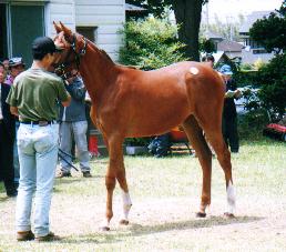 �n�i�J�[���̂Q�O�O�P