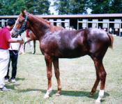 �_�[�����O�~�X�L���[�̂Q�O�O�P�i���}�[�x���X�T���f�[�j