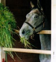 �R�Y�~�b�N�x���̂Q�O�O�P